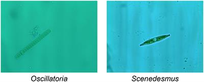 EMDS-7: Environmental microorganism image dataset seventh version for multiple object detection evaluation